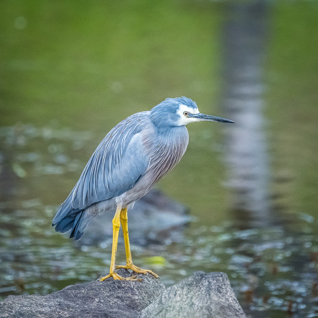 White-faced Heron - Kaye Kelly