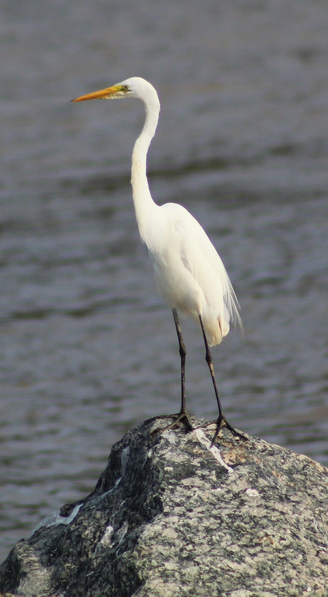 Great Egret - Pedro Behne