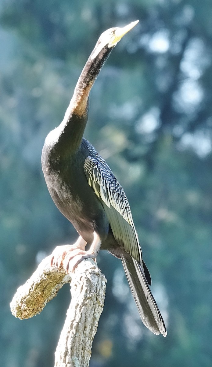 Australasian Darter - Alan Coates