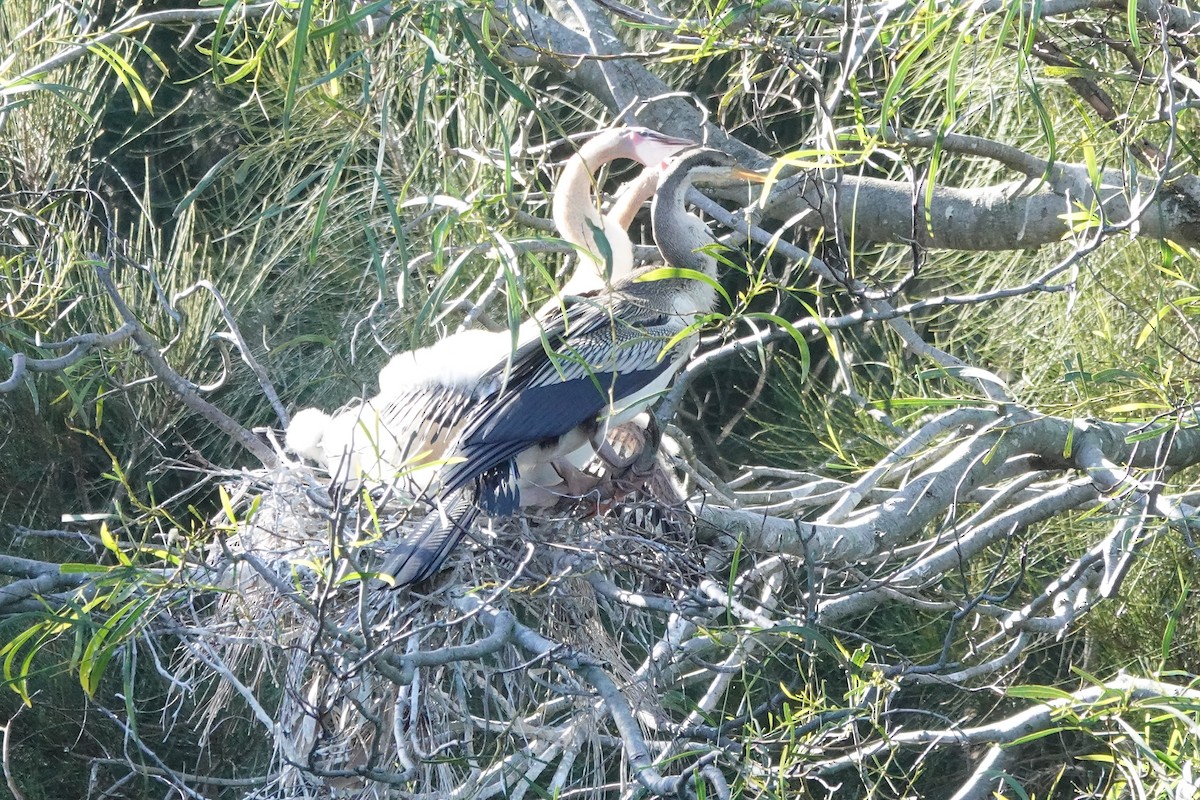 Australasian Darter - Alan Coates