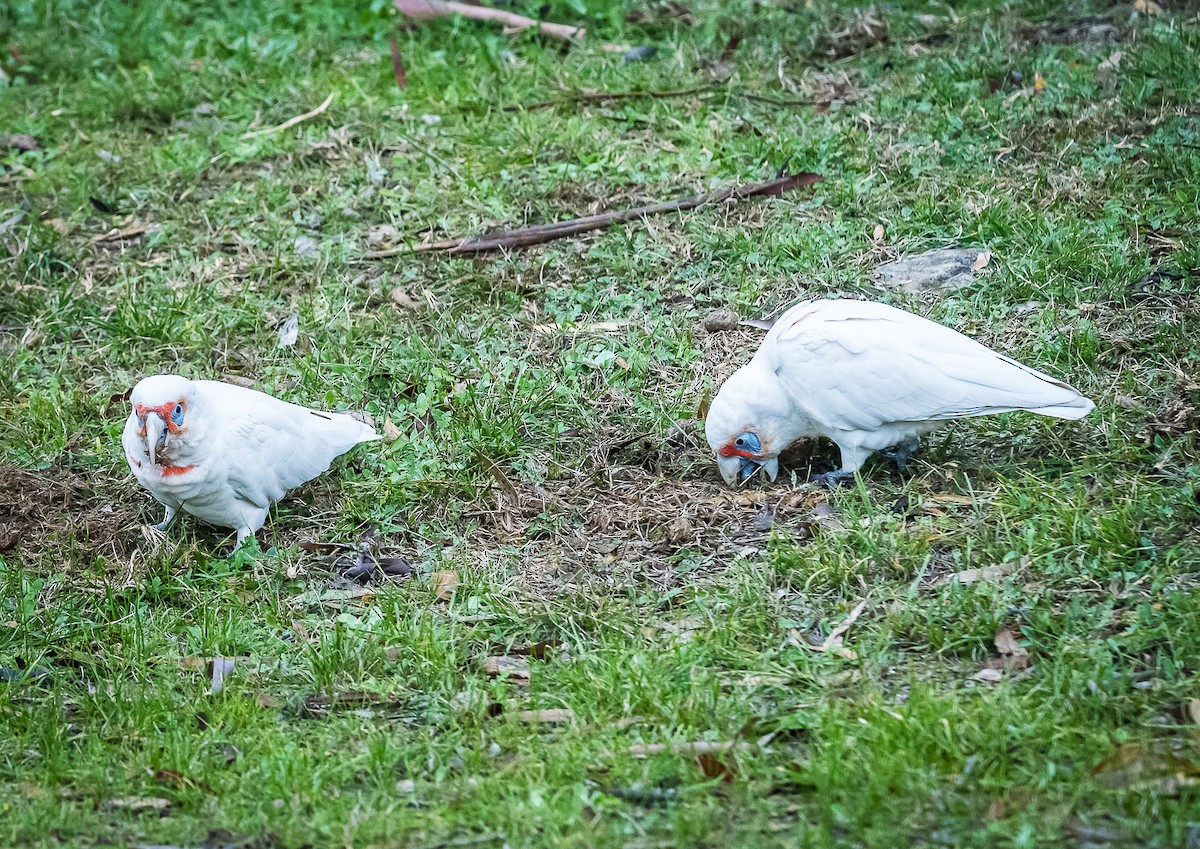 Long-billed Corella - Kaye Kelly