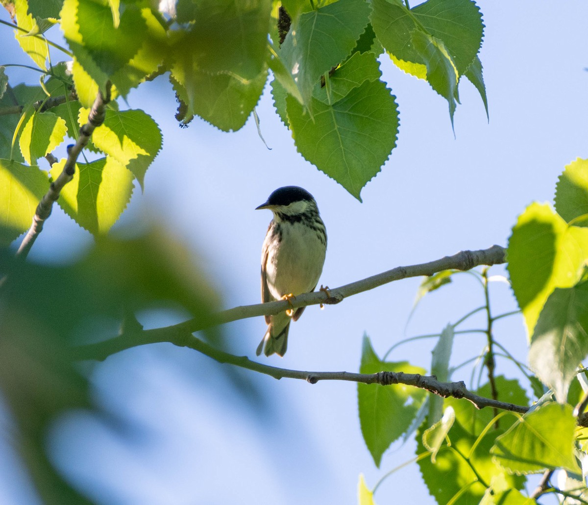 Blackpoll Warbler - Chantal St-Jean