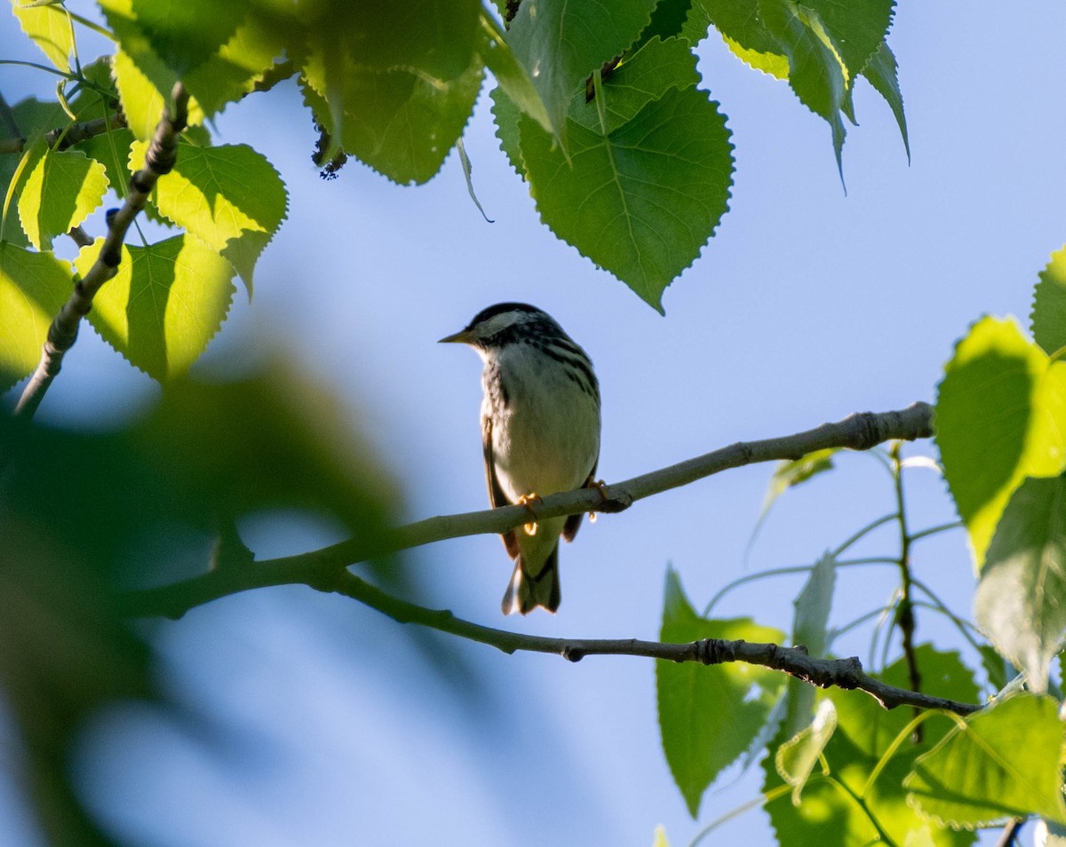 Blackpoll Warbler - Chantal St-Jean