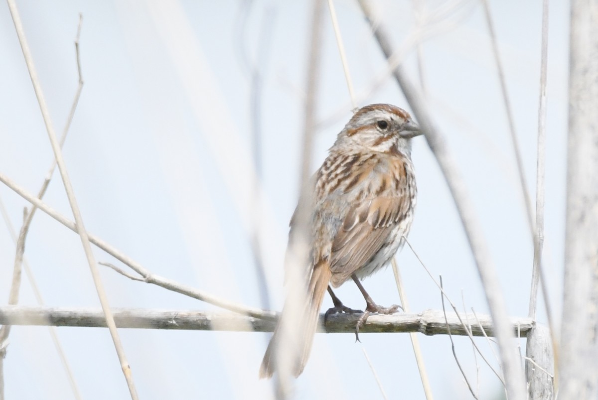 ウタスズメ - ML619472794