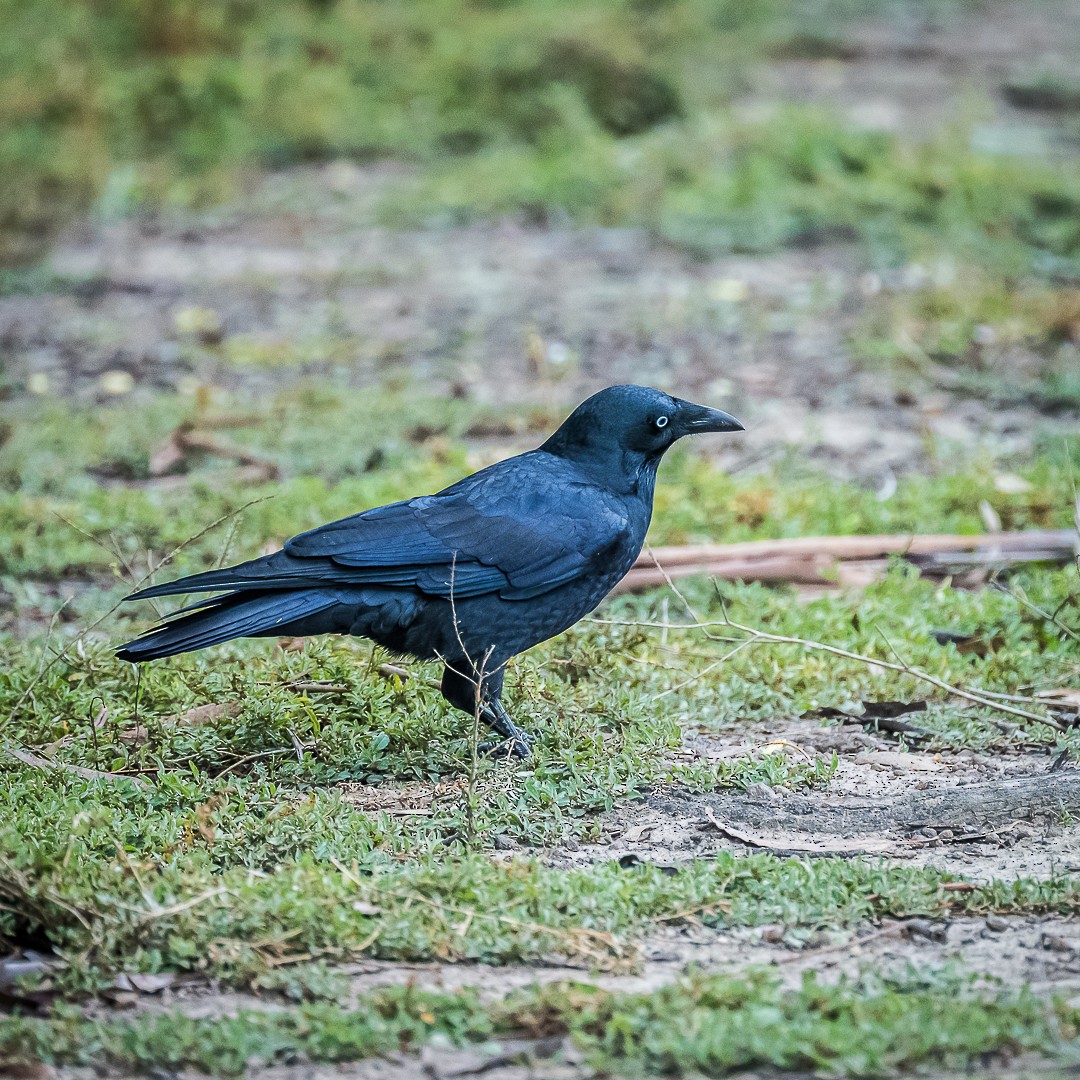 corneille ou corbeau sp. - ML619472797