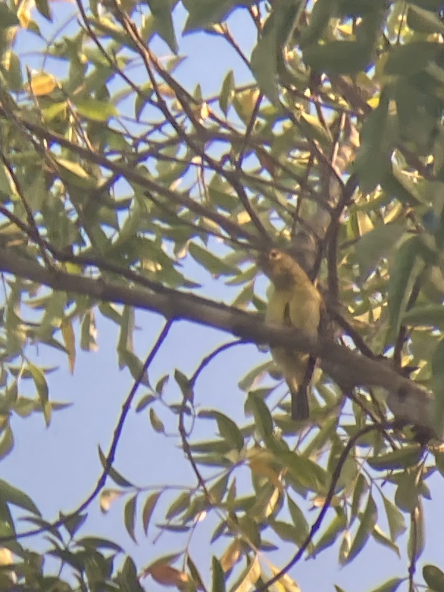 Brown-throated Sunbird - Merle Schmidt