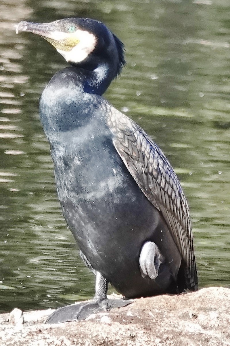 Great Cormorant (Australasian) - Alan Coates