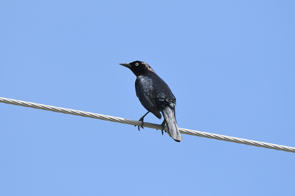 テリムクドリモドキ - ML619472815