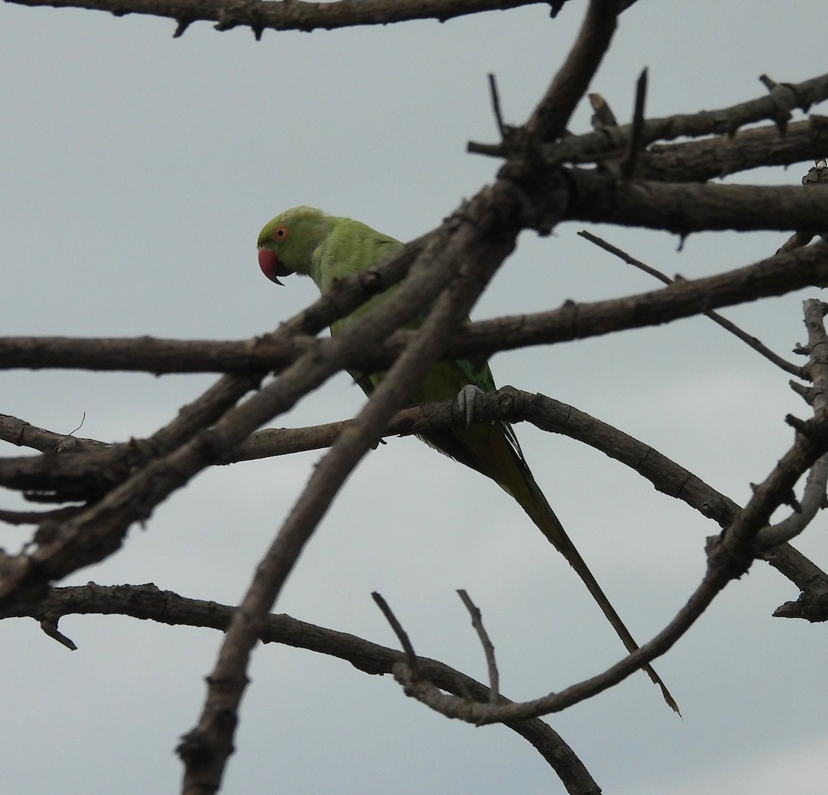 Rose-ringed Parakeet - Bonda Sek