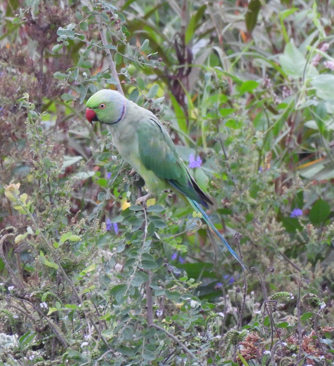 Rose-ringed Parakeet - Bonda Sek