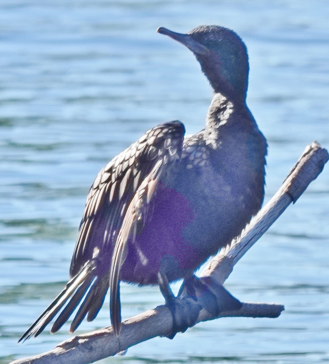 Little Black Cormorant - Alan Coates