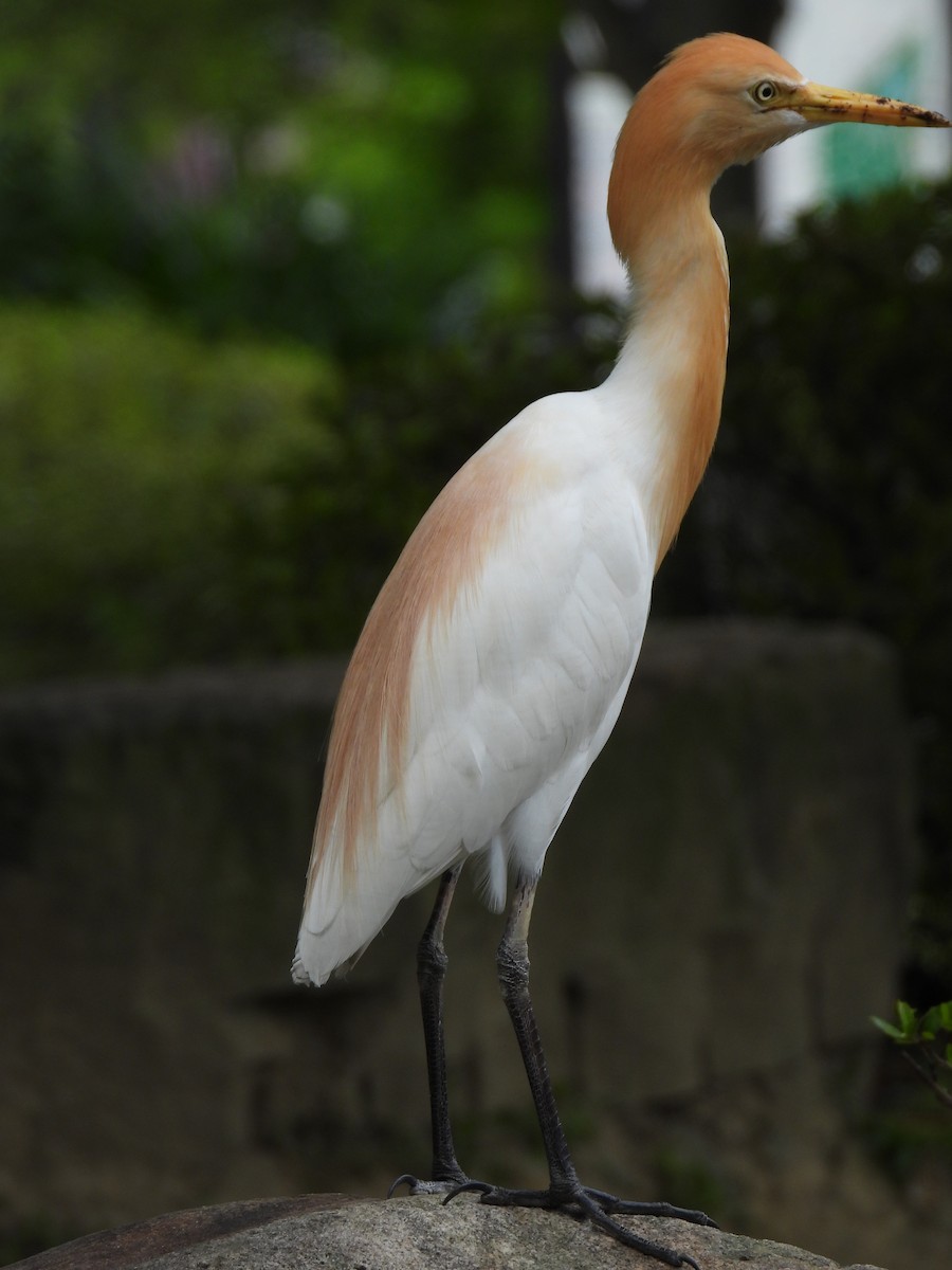 Eastern Cattle Egret - Ryo Hn