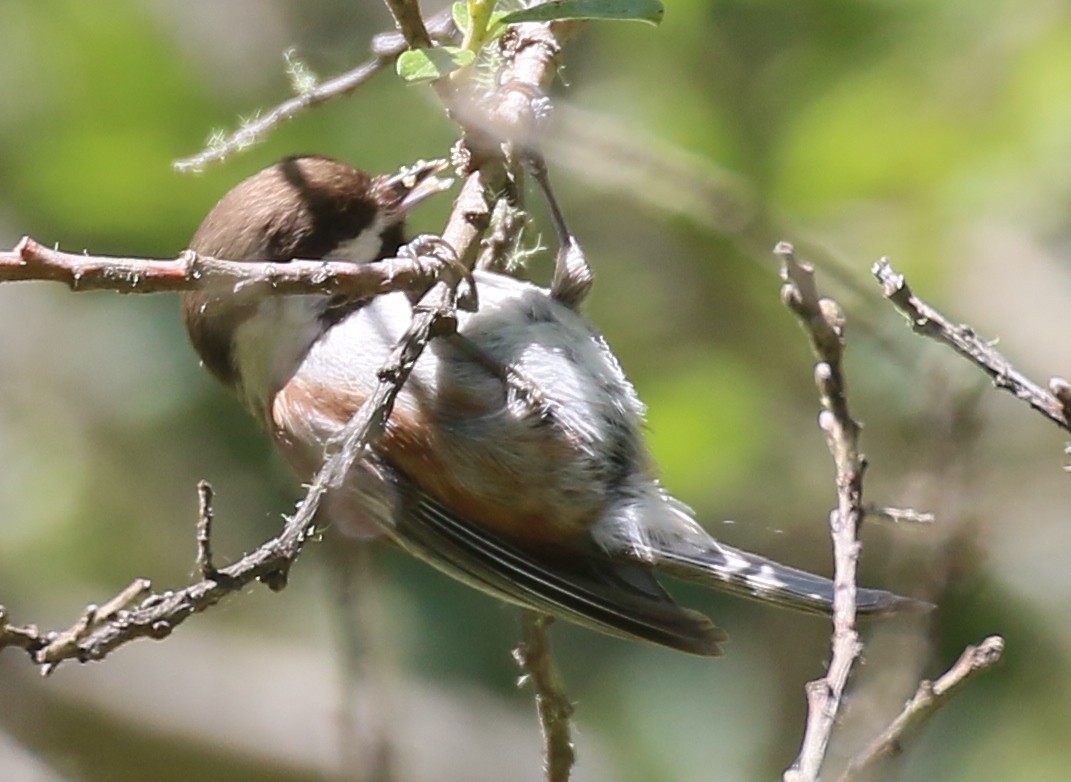 Chestnut-backed Chickadee - Debby Parker