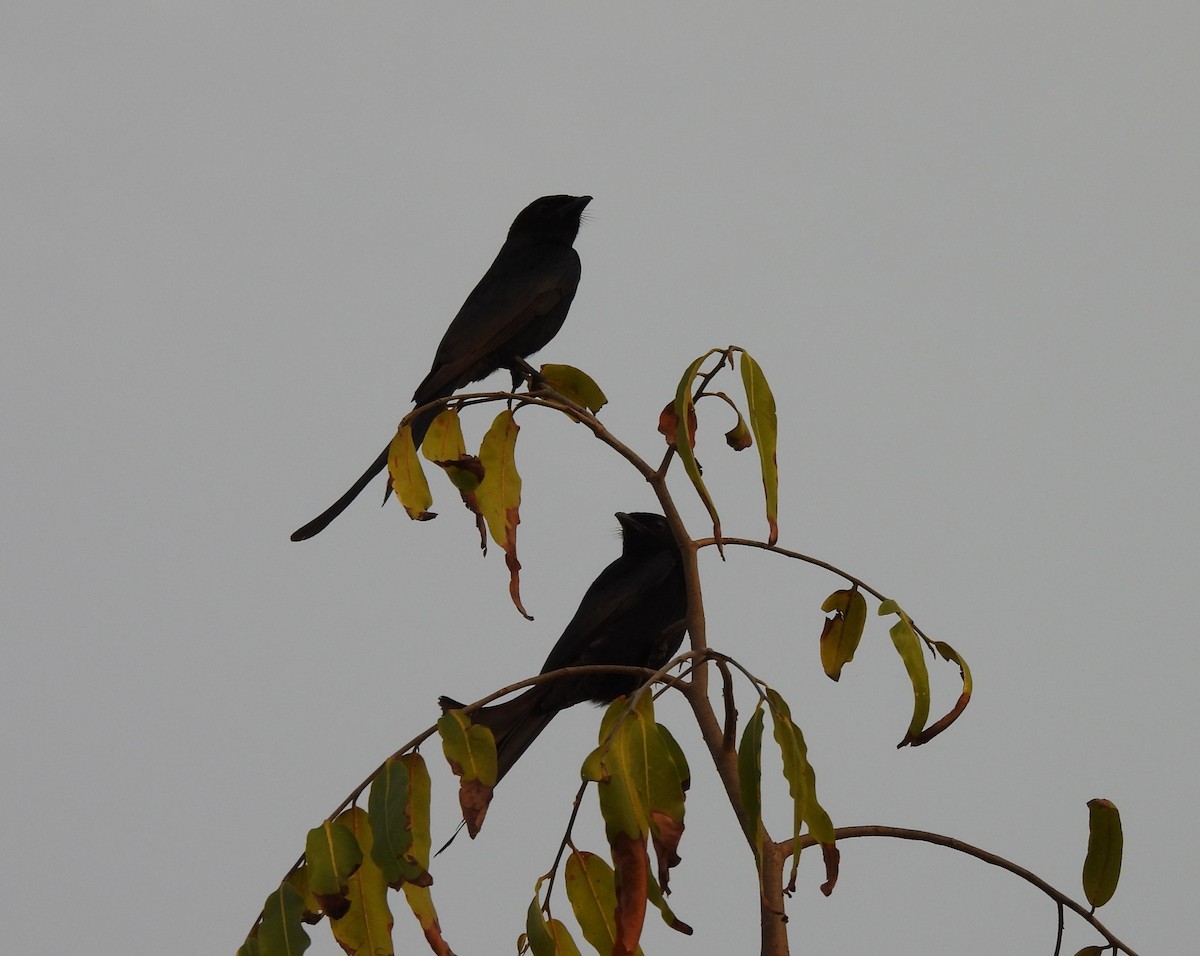 Black Drongo - ML619472840