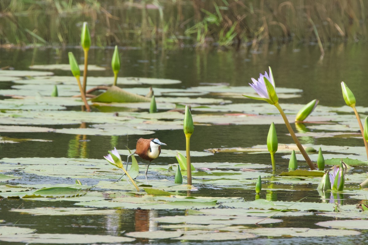 African Jacana - Nick Leiby