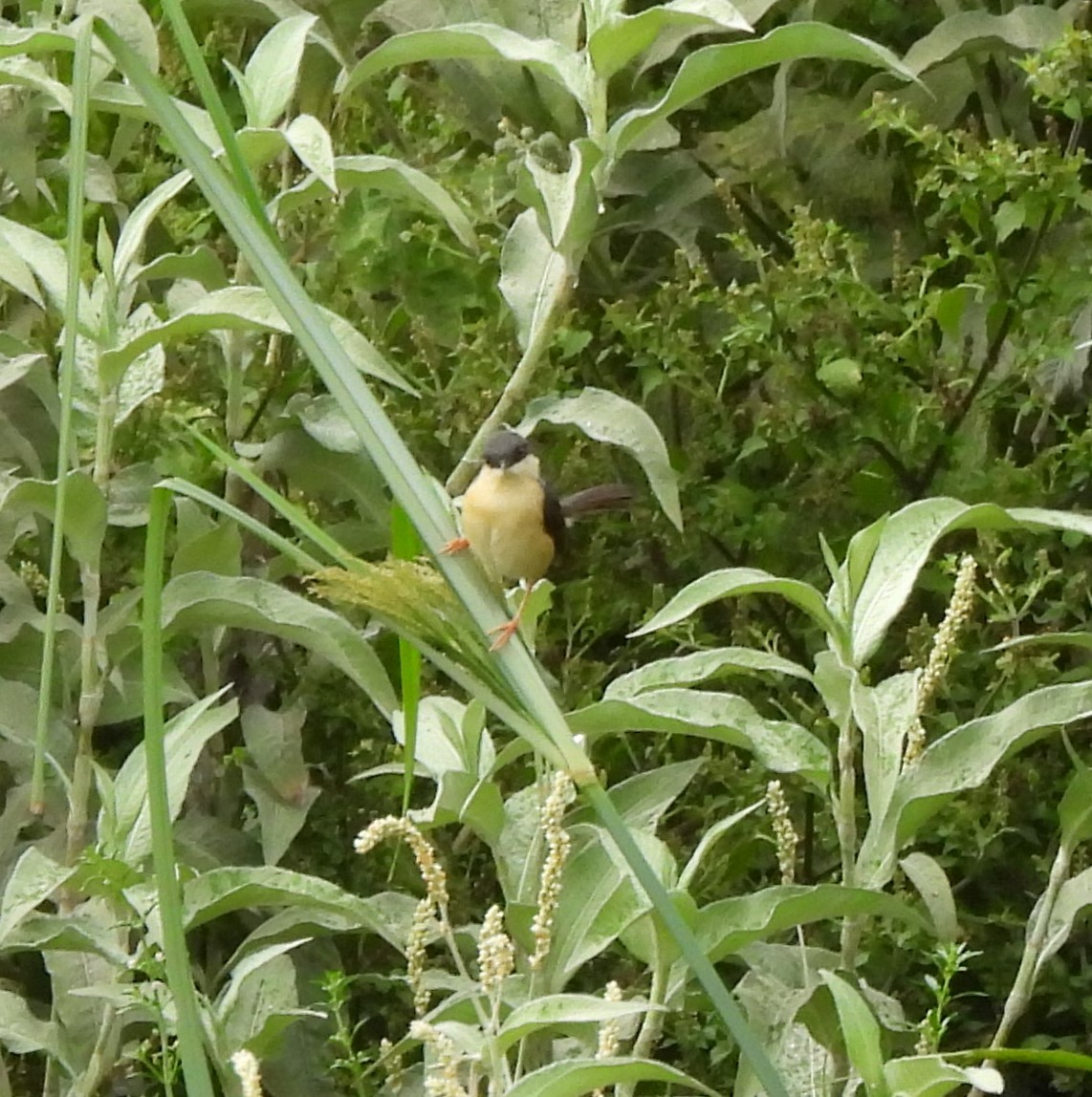 Ashy Prinia - Bonda Sek