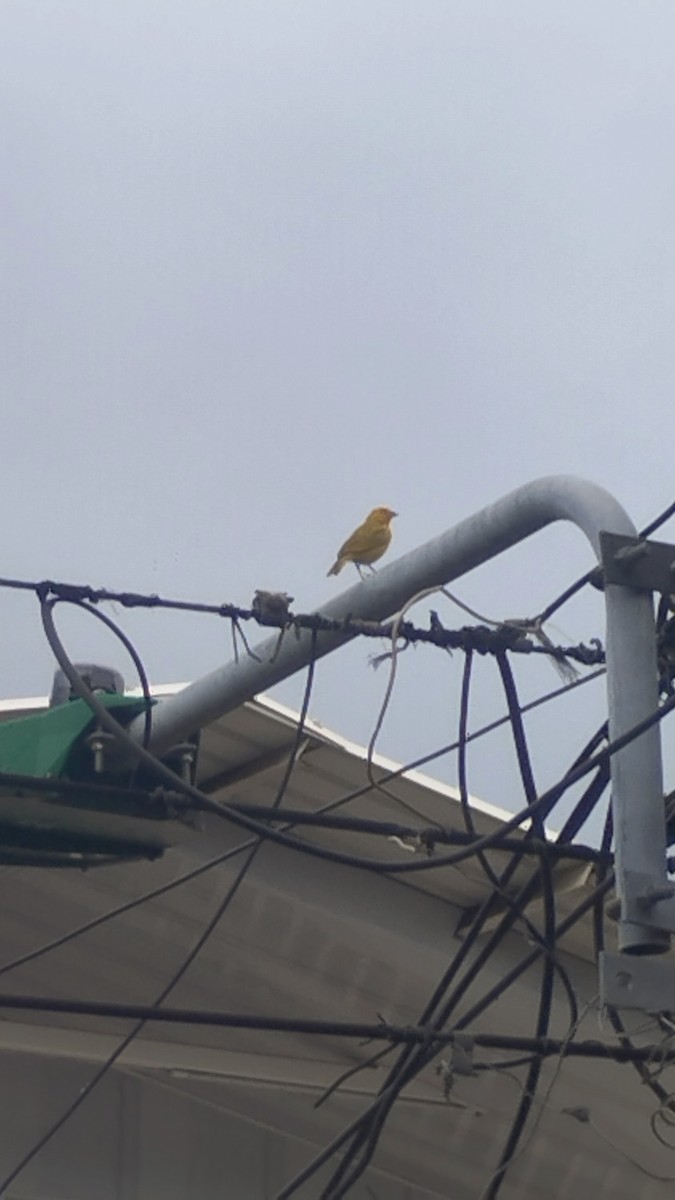 Stripe-tailed Yellow-Finch - Víctor Hugo Díaz