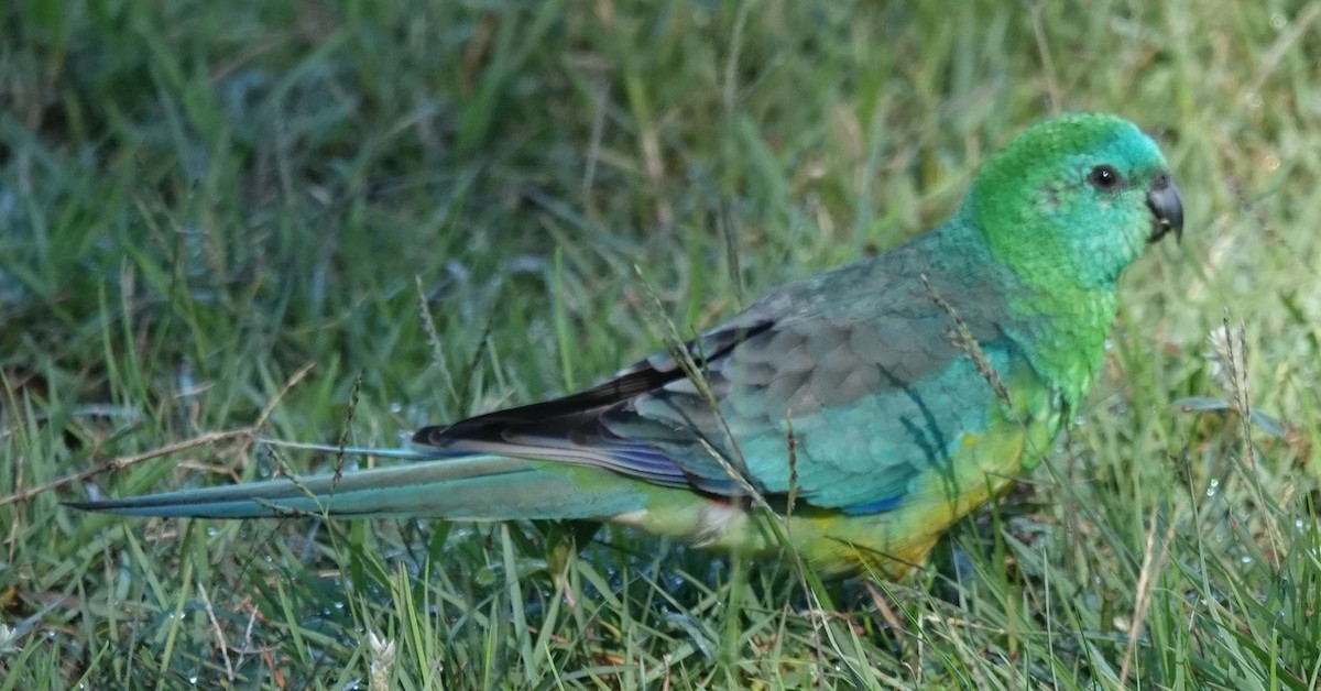 Red-rumped Parrot - Alan Coates