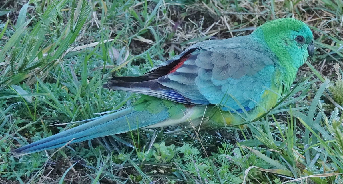 Red-rumped Parrot - Alan Coates