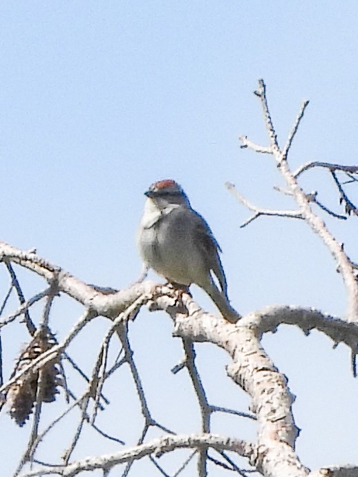 Chipping Sparrow - Tamara Aho