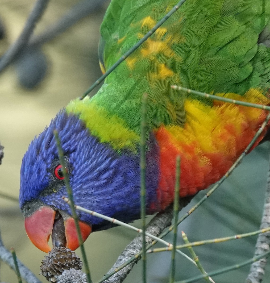 Rainbow Lorikeet - Alan Coates