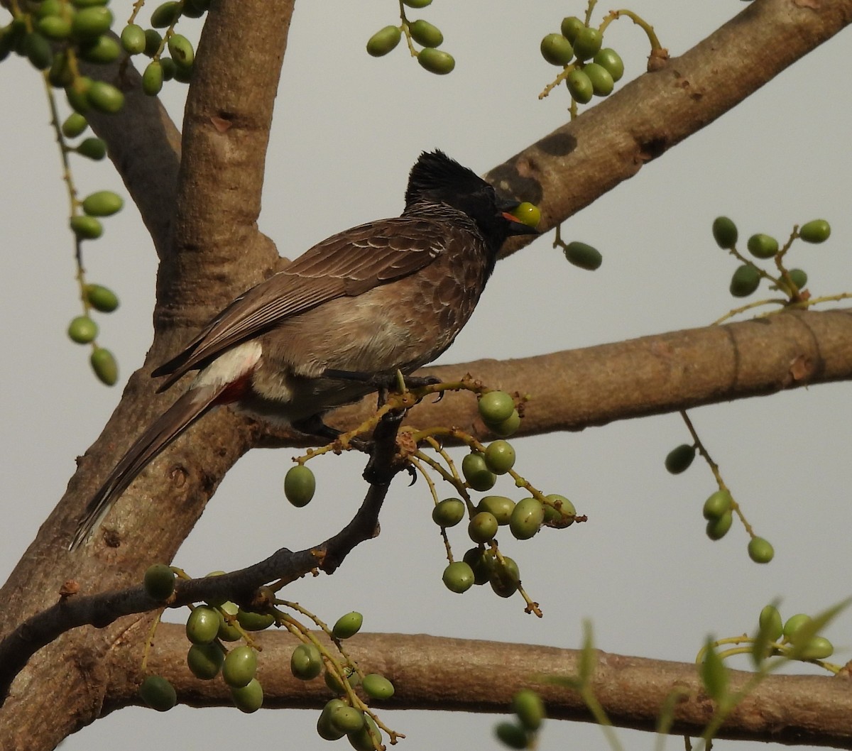 Bulbul à ventre rouge - ML619472884