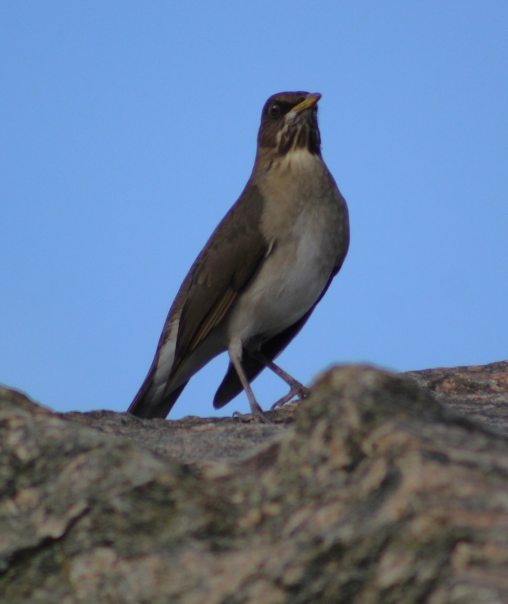 Creamy-bellied Thrush - Pedro Behne