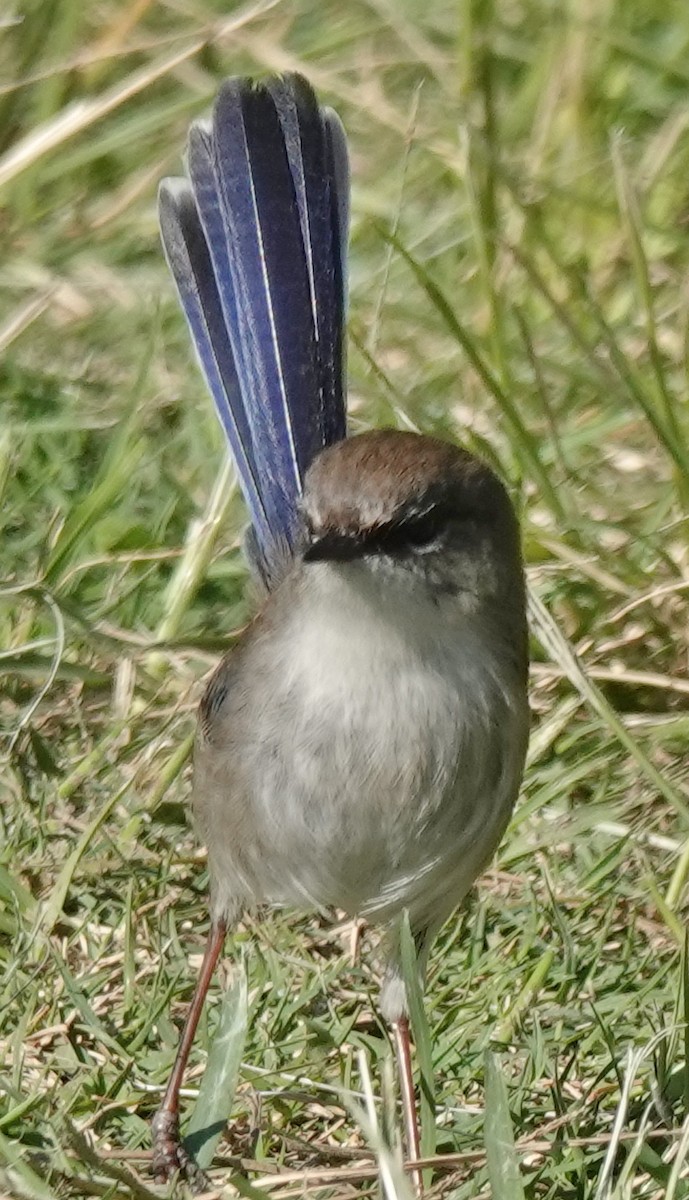 Superb Fairywren - Alan Coates