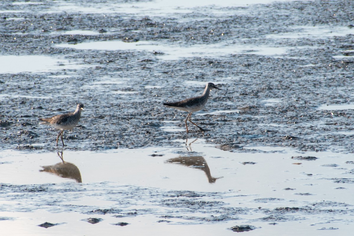 Lesser Yellowlegs - Dawn S