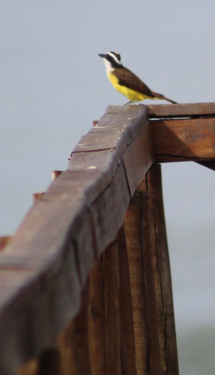 Great Kiskadee - Pedro Behne