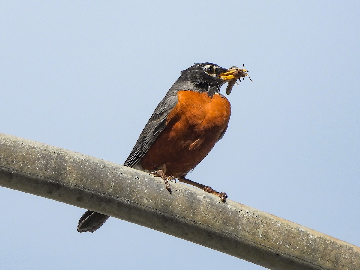 American Robin - ML619472899