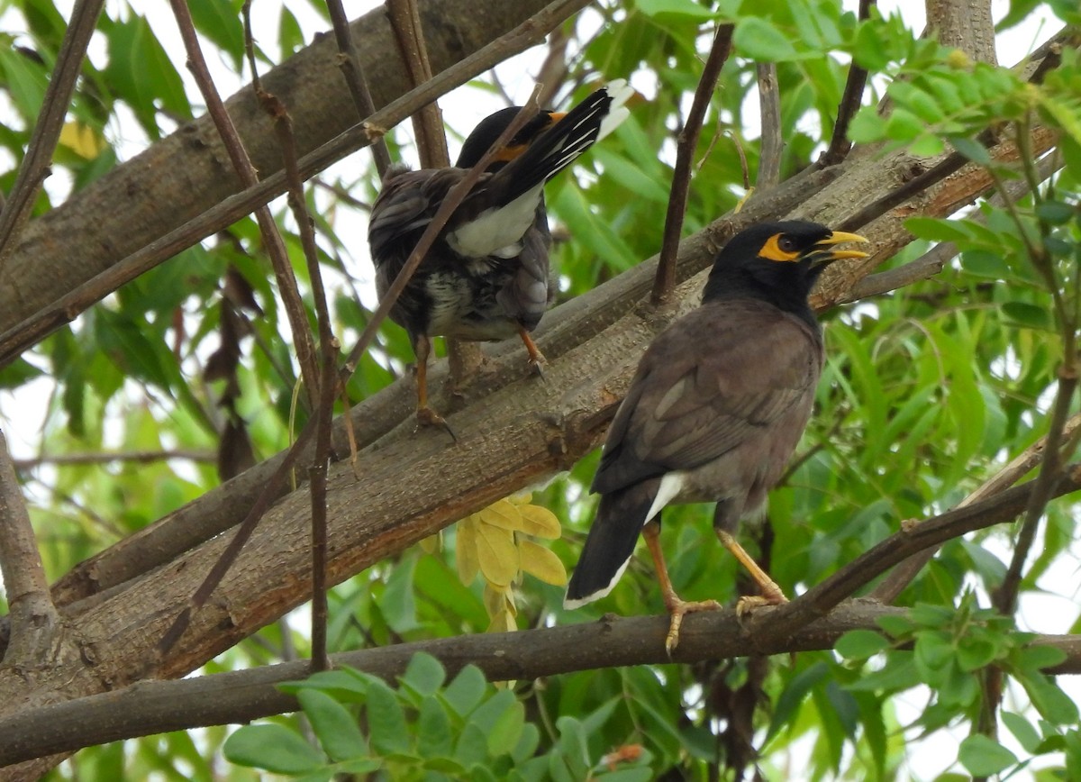 Common Myna - Bonda Sek