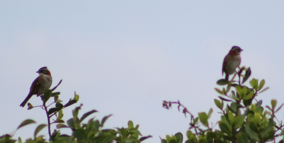 Rufous-collared Sparrow - Pedro Behne