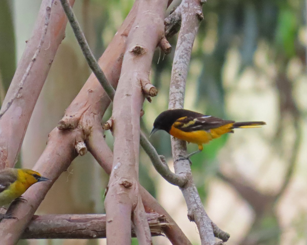 Baltimore Oriole - Tom Edell