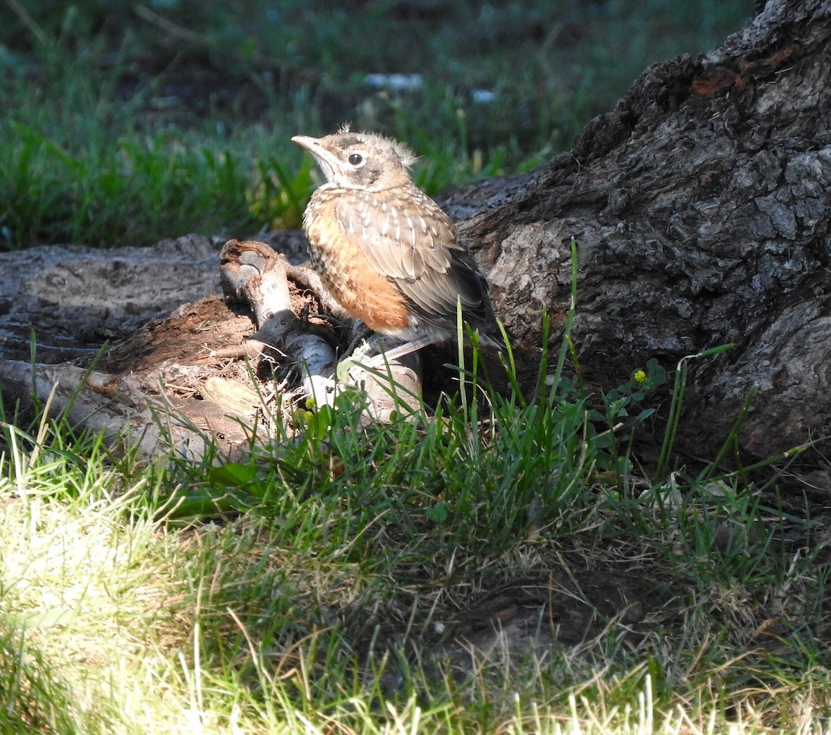 American Robin - ML61947291