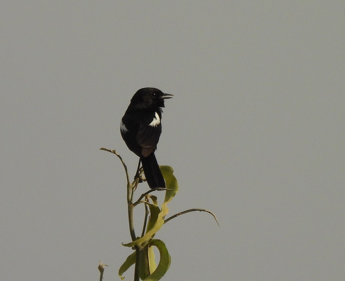 Oriental Magpie-Robin - ML619472910