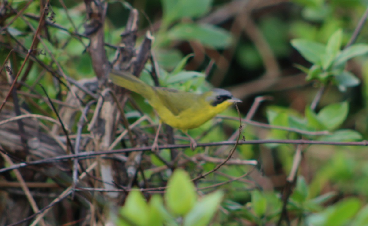 Southern Yellowthroat - Pedro Behne