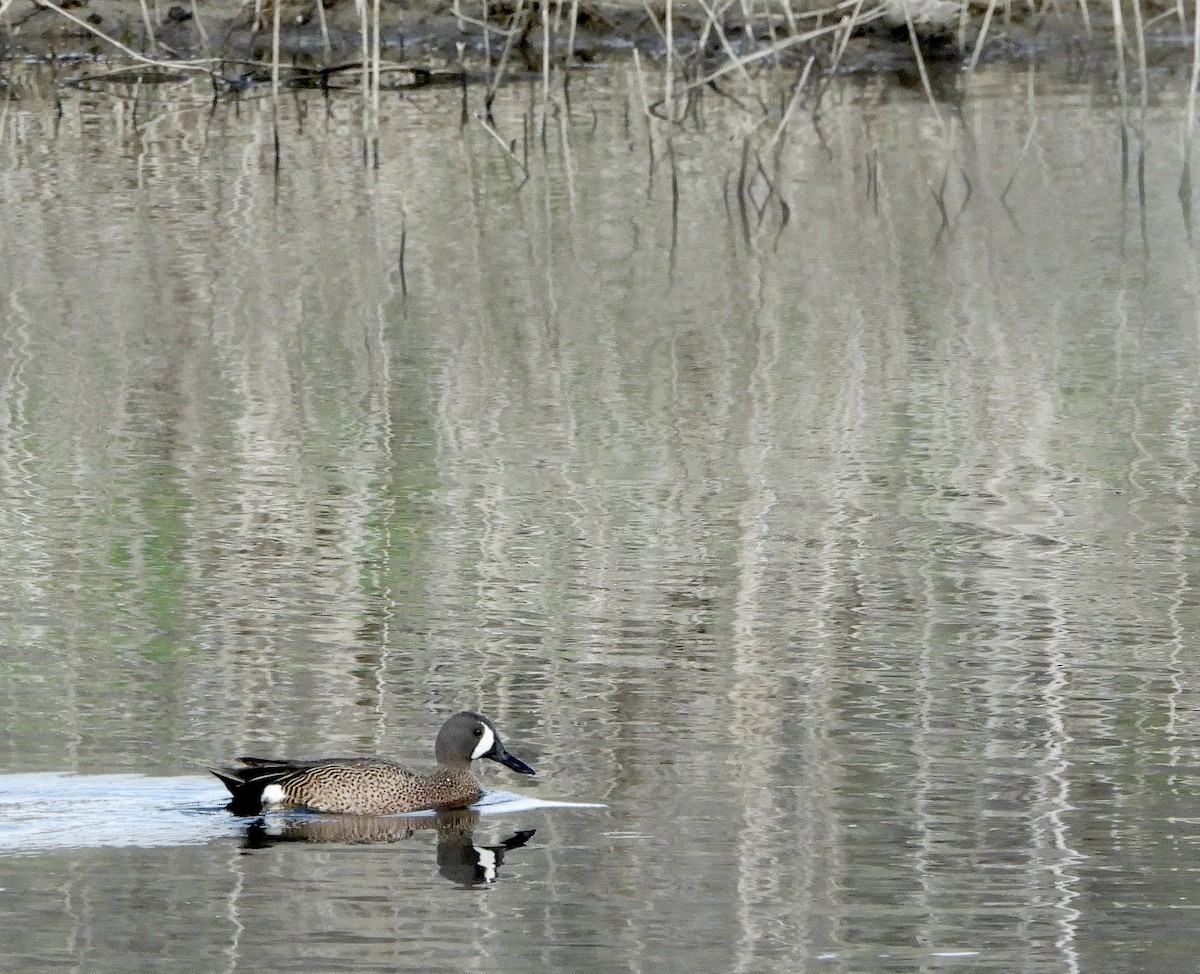 Blue-winged Teal - ML619472913