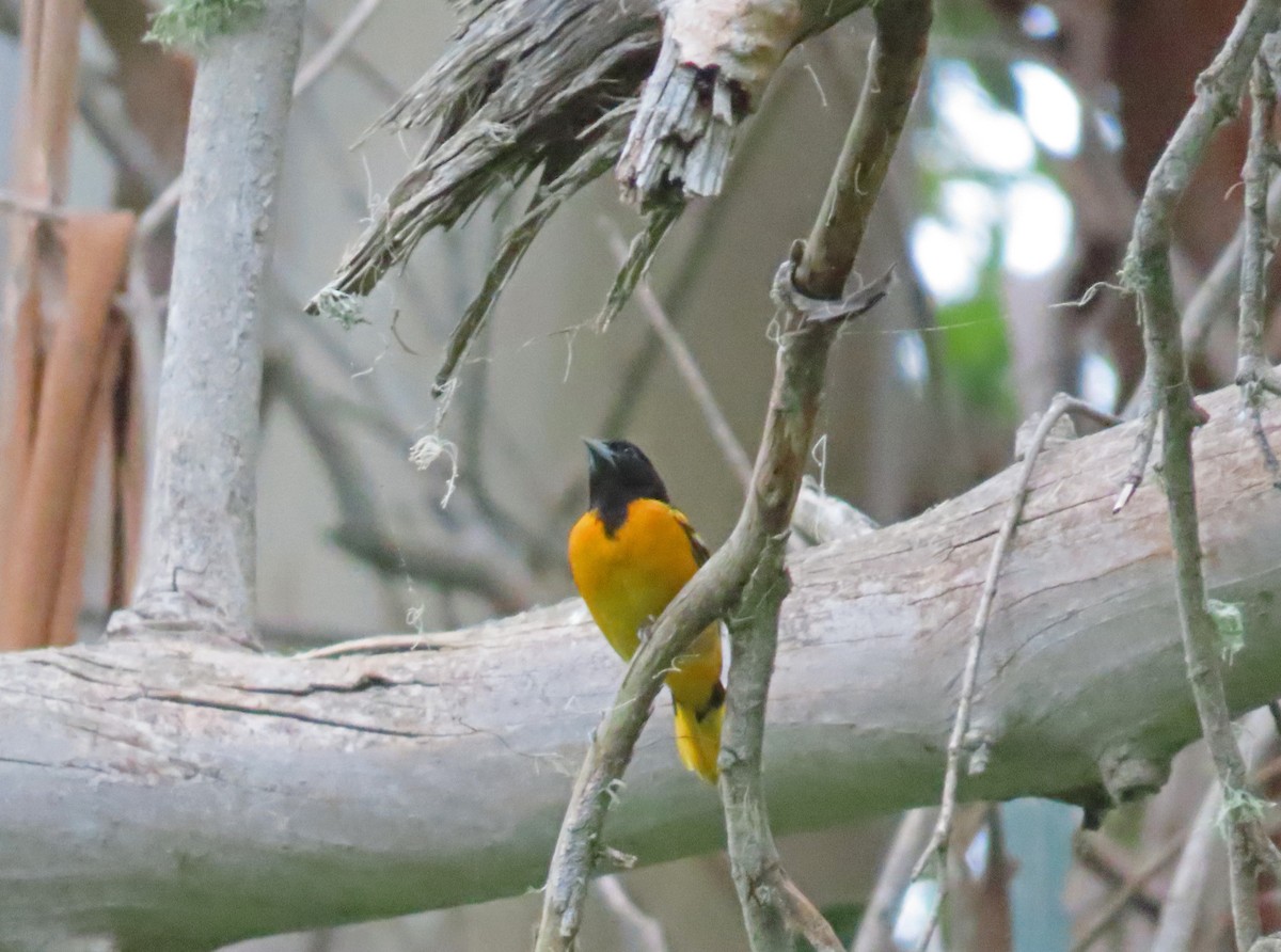 Baltimore Oriole - Tom Edell