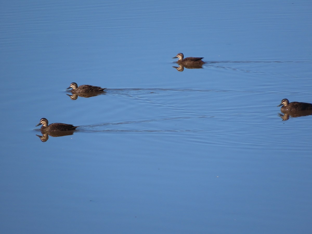 Pacific Black Duck - Sandra Henderson