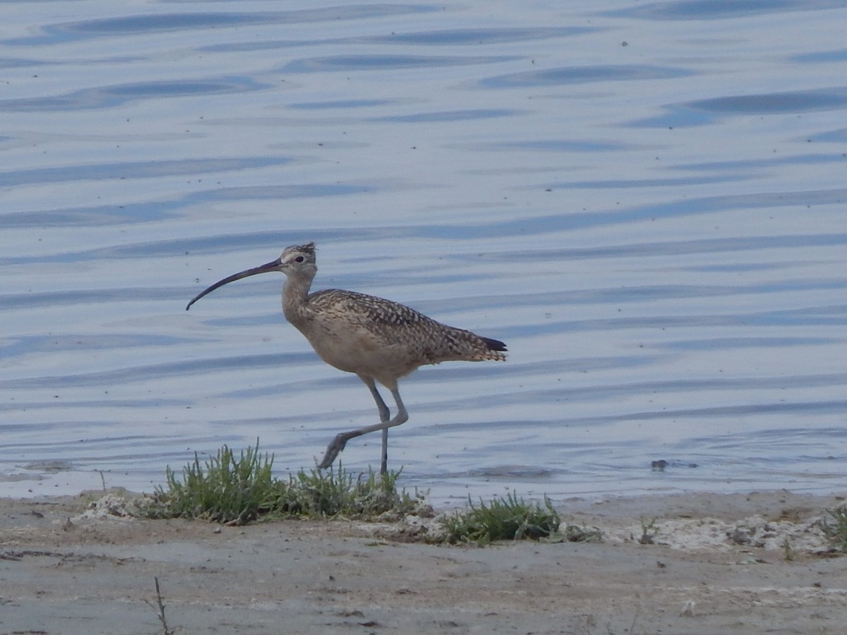 Long-billed Curlew - Lawson Bishop