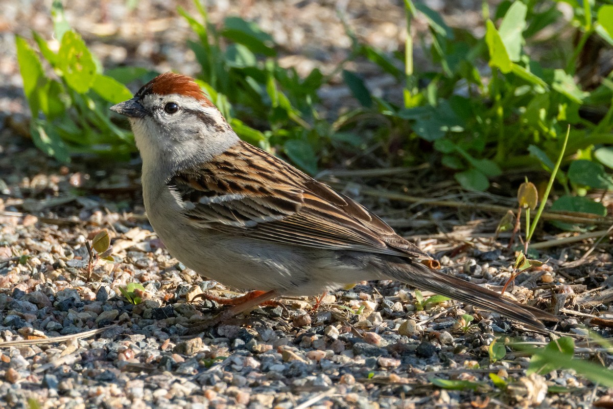 Chipping Sparrow - KIRK BELLER