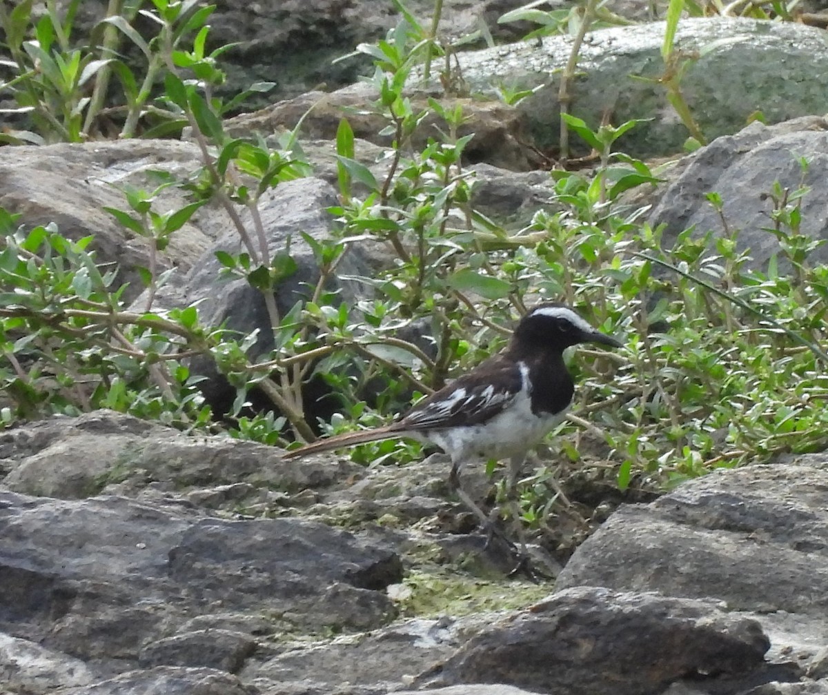 White-browed Wagtail - Bonda Sek