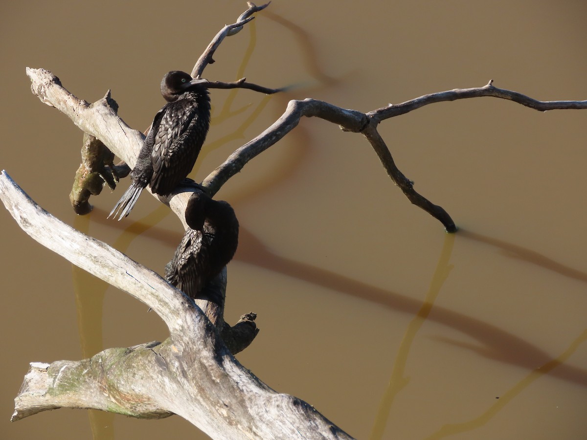 Little Black Cormorant - Sandra Henderson