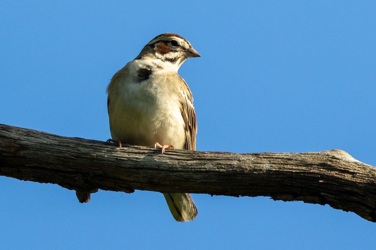 Lark Sparrow - KIRK BELLER