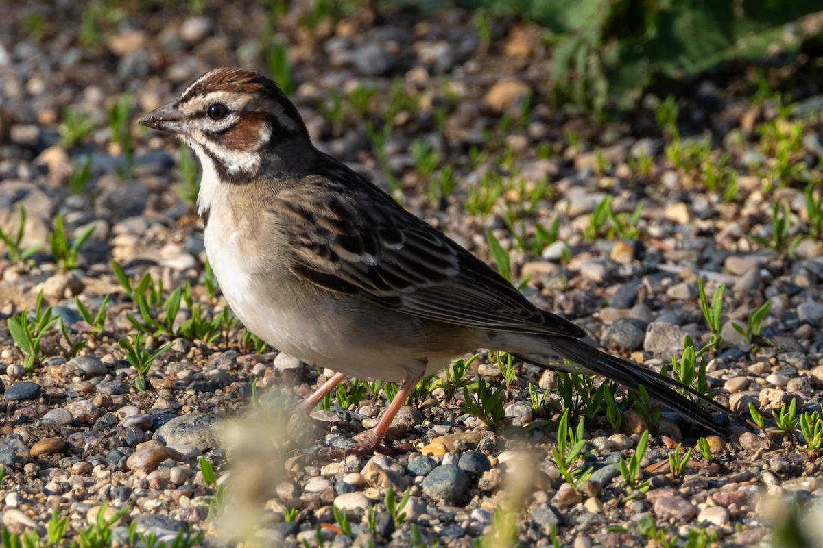 Lark Sparrow - KIRK BELLER