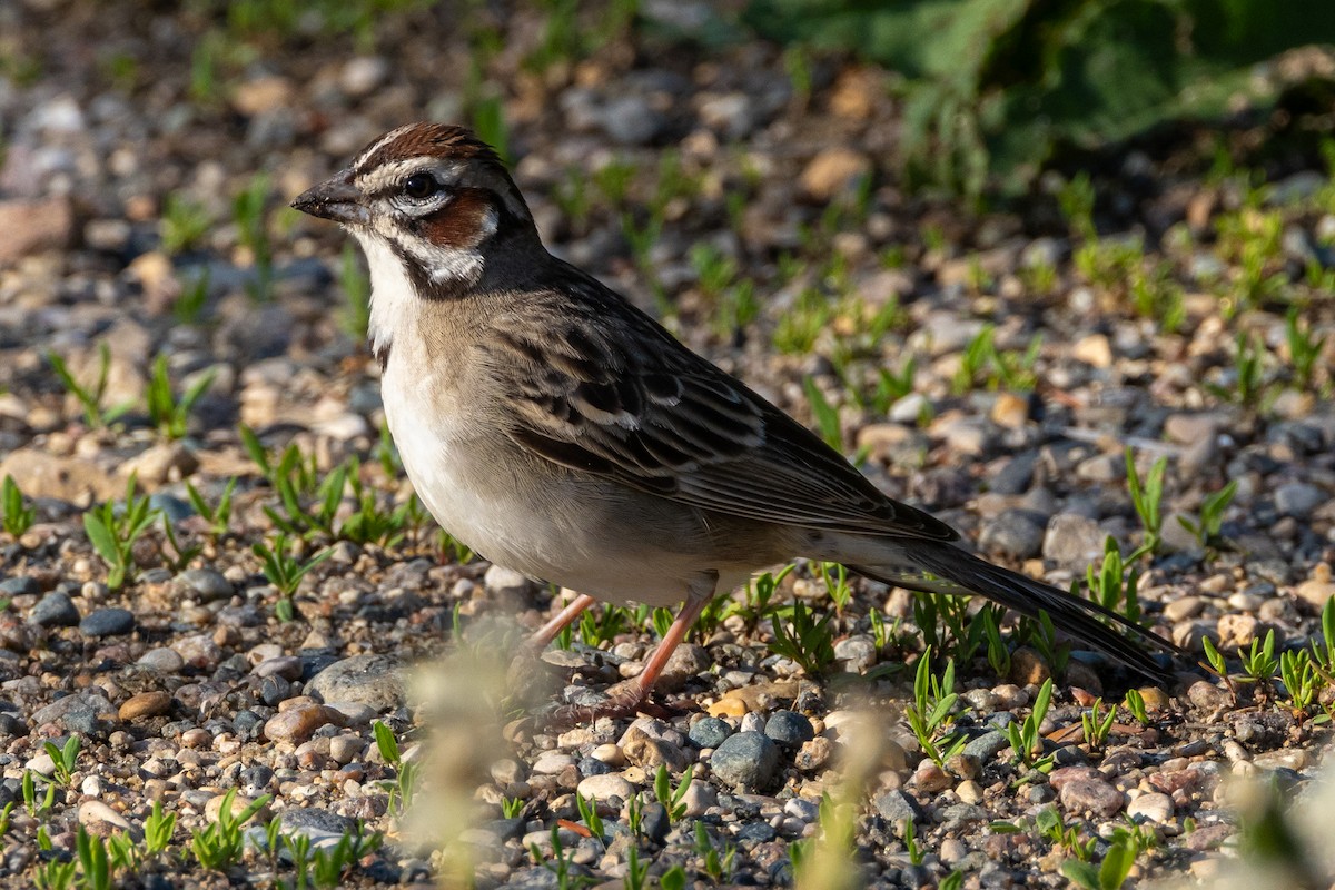 Lark Sparrow - KIRK BELLER