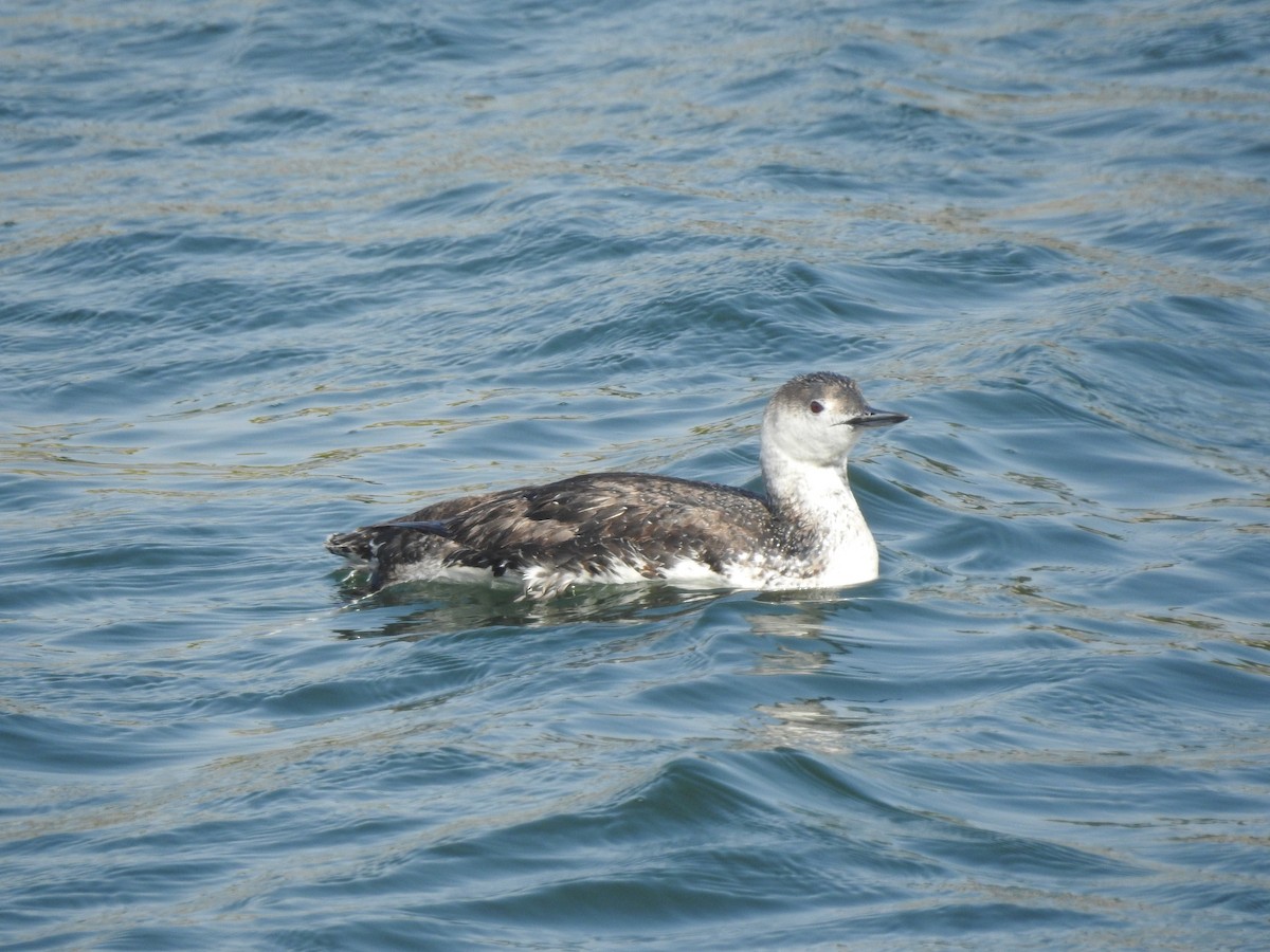 Red-throated Loon - Layton Pace