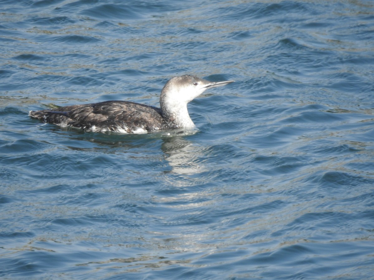 Red-throated Loon - Layton Pace