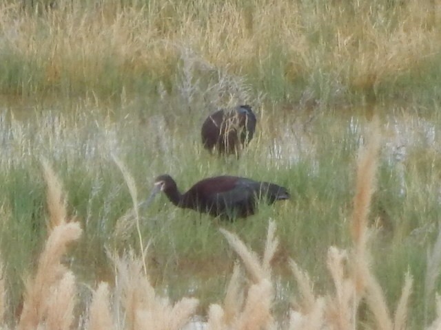 Ibis à face blanche - ML619472936